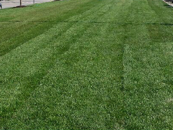 lawncare-lb5